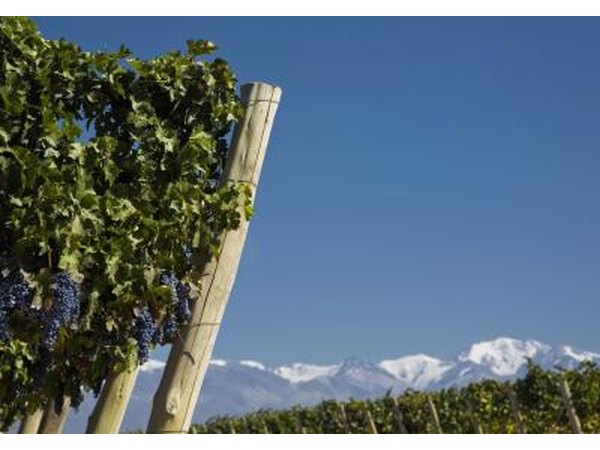 Grape crop and Andean snow capped mountains in Mendoza, Argentina