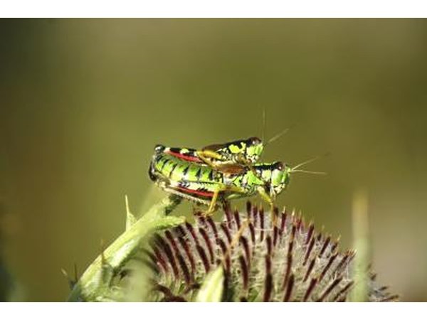 Spotted grasshoppers.