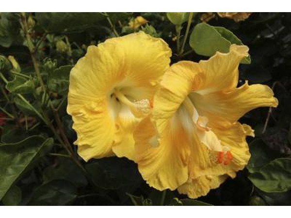 Close-up of a yellow hibiscus flower