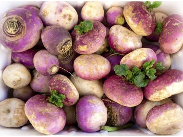 Large pile of turnips.