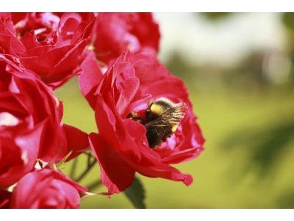 Bees causing pollination.