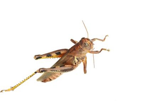 Brown grasshopper.