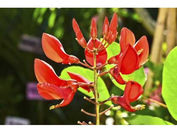 Tropical flowers.
