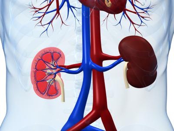 A cross section of the kidneys.