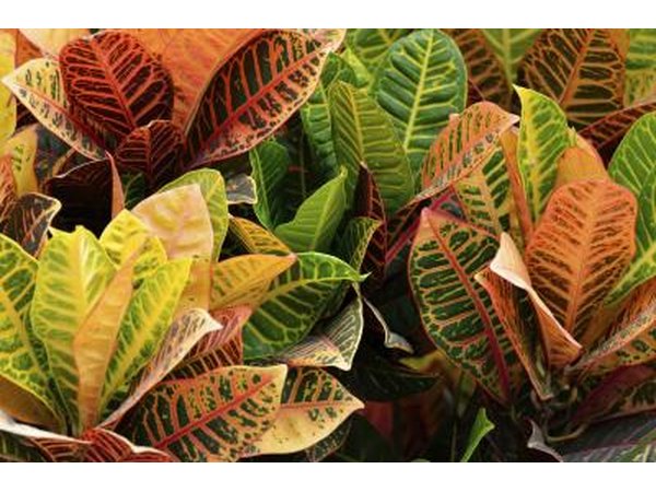 Colorful croton plants with red, green, and yellow leaves.