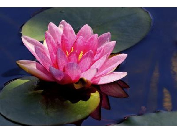 Water lilly
