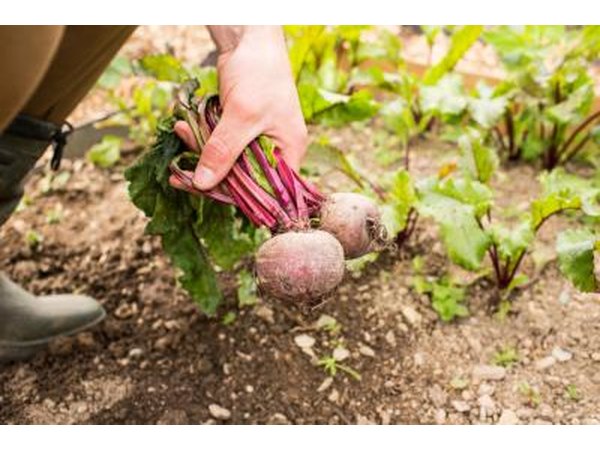 Harvest beets at any point in their growth cycle.