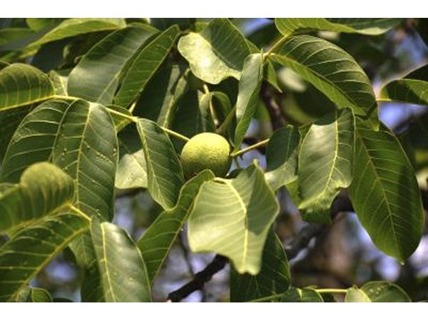 A walnut tree producing green fruit in the sunshine.