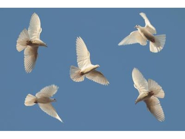 Doves flying in clear blue sky