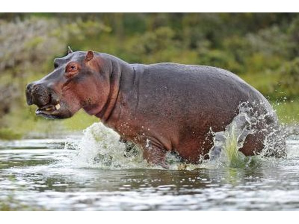 Hippopotamuses are closely related to whales.
