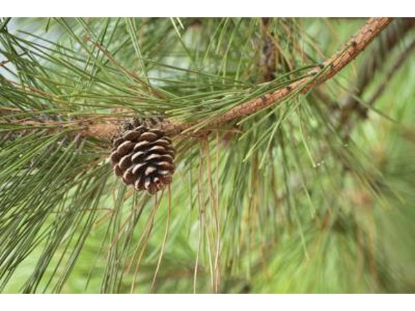 A close-up of long green needles and a brown pine cone on a white pine tree.