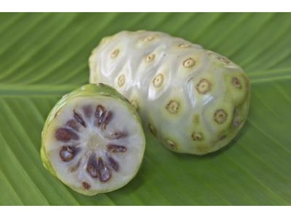 Noni fruit on leaf