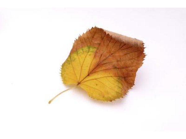 Infected leaf.