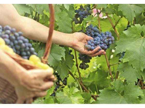 Collecting grapes from vines