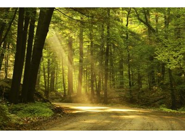 Sunlight is another limiting factor.
