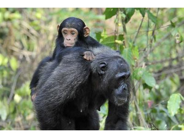 chimpanzee with baby chimpanzee on back