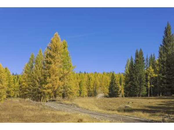 Dry Conifer Forest Soil