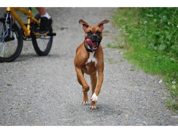 golden boxer running down street
