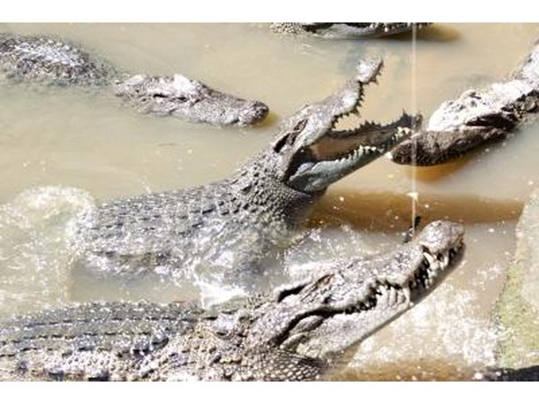 saltwater crocodiles in water
