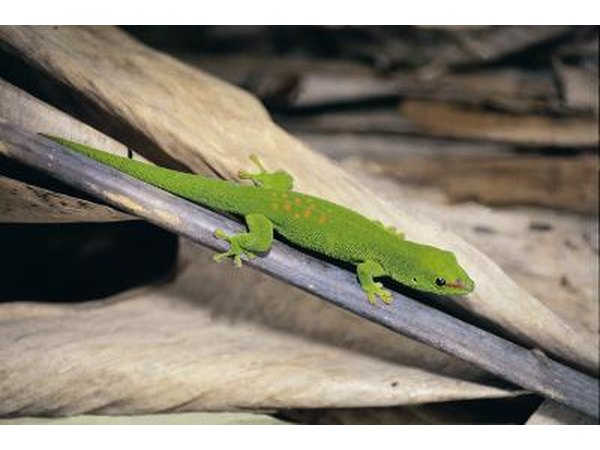 geckos
