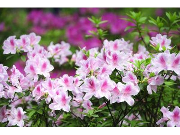 azaleas can benefit from pine needle mulch as well