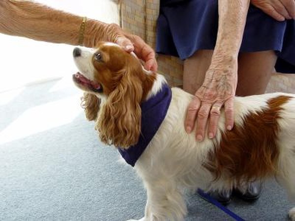 A dog is a resident in a nursing home with it's owner.