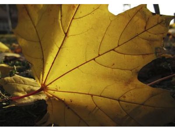 A close-up of a maple leaf on the ground in the fall.