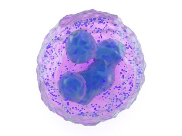 microscopic image of a basophil