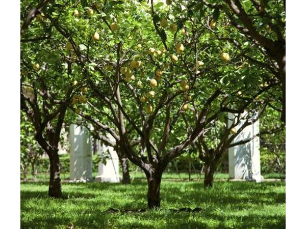 Lemon trees