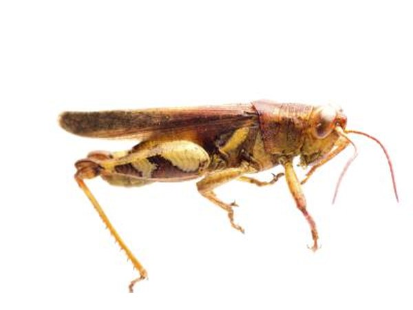 Big head grasshopper.