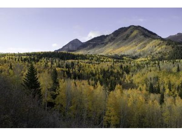 Coniferous Trees in the Mountains