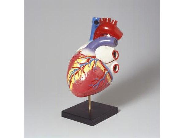 Model of the human heart