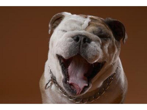 A dog's mouth may be prone to melanocytic tumors.