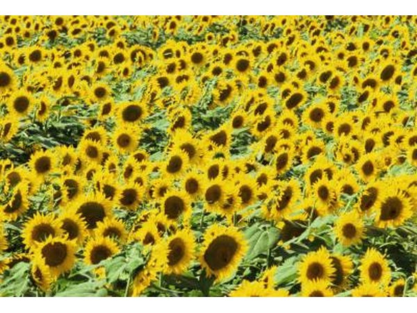 Vitamin B6 deficiency is quite rare, as it is easily available in foods such as wheat, soybeans, yeast, walnuts and sunflower seeds.