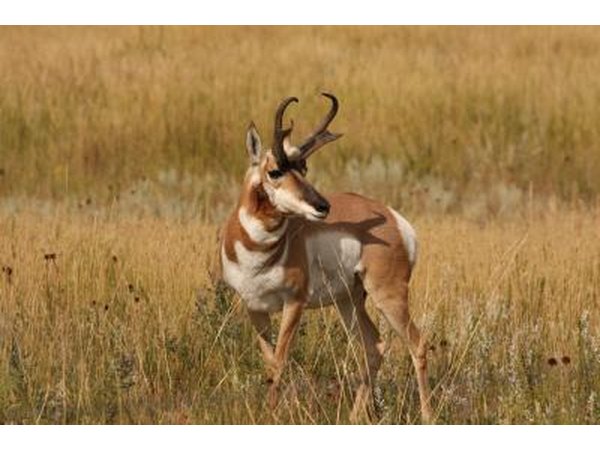 A pronghorn.