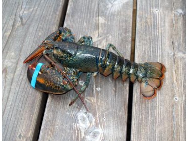 Lobster caught near Canada in the North Atlantic Ocean