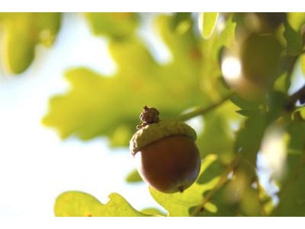 acorns in tree