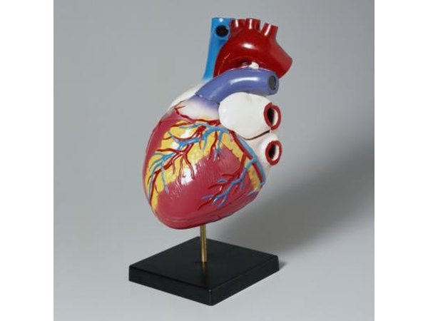 Model of the human heart