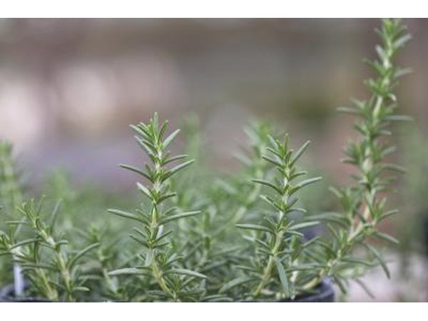 Rosemary herbs are attractive when flowering