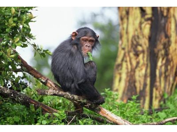 chimpanzees eat the plants of their native habitat