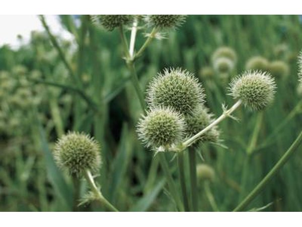 Seed pods