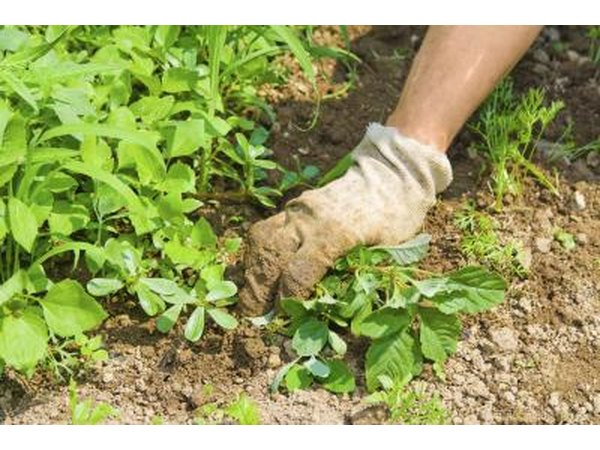 Gardener weeding soil