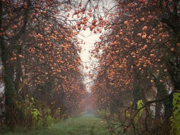 Self-pollinating persimmon trees