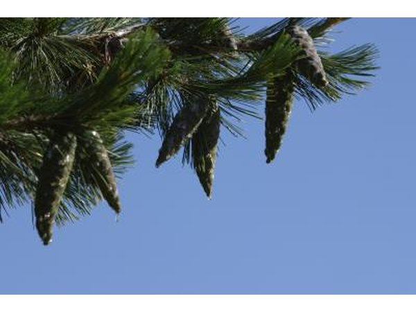 Pine cones
