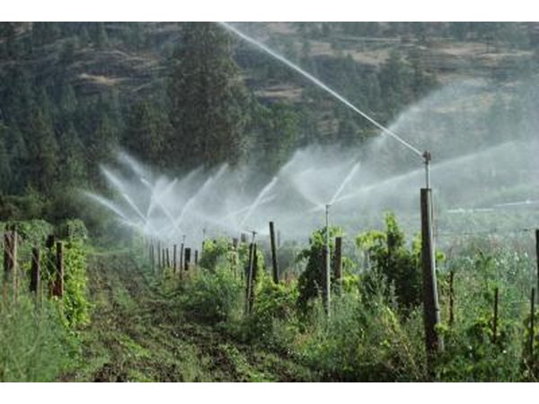 Sprinklers watering a vineyard