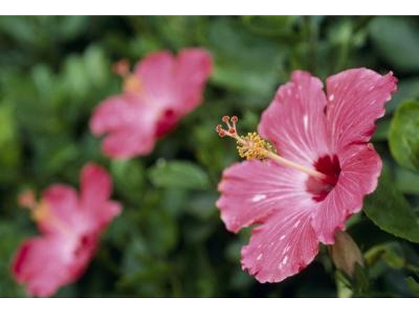A lush green wall of flowering Chinese hibiscus shrubs.