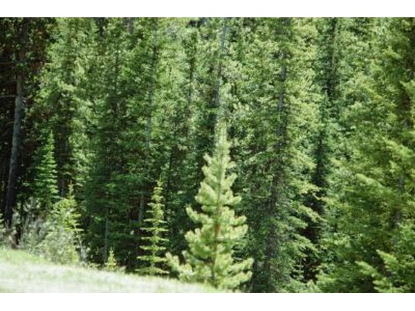 Evergreen Trees