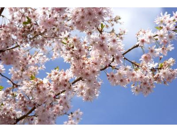 Those with cottonwood allergies typically display allergies to other pollinating trees.