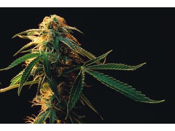 Marijuana can cause dependency.