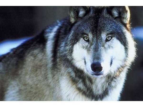 Gray wolves may be found in Minnesota.